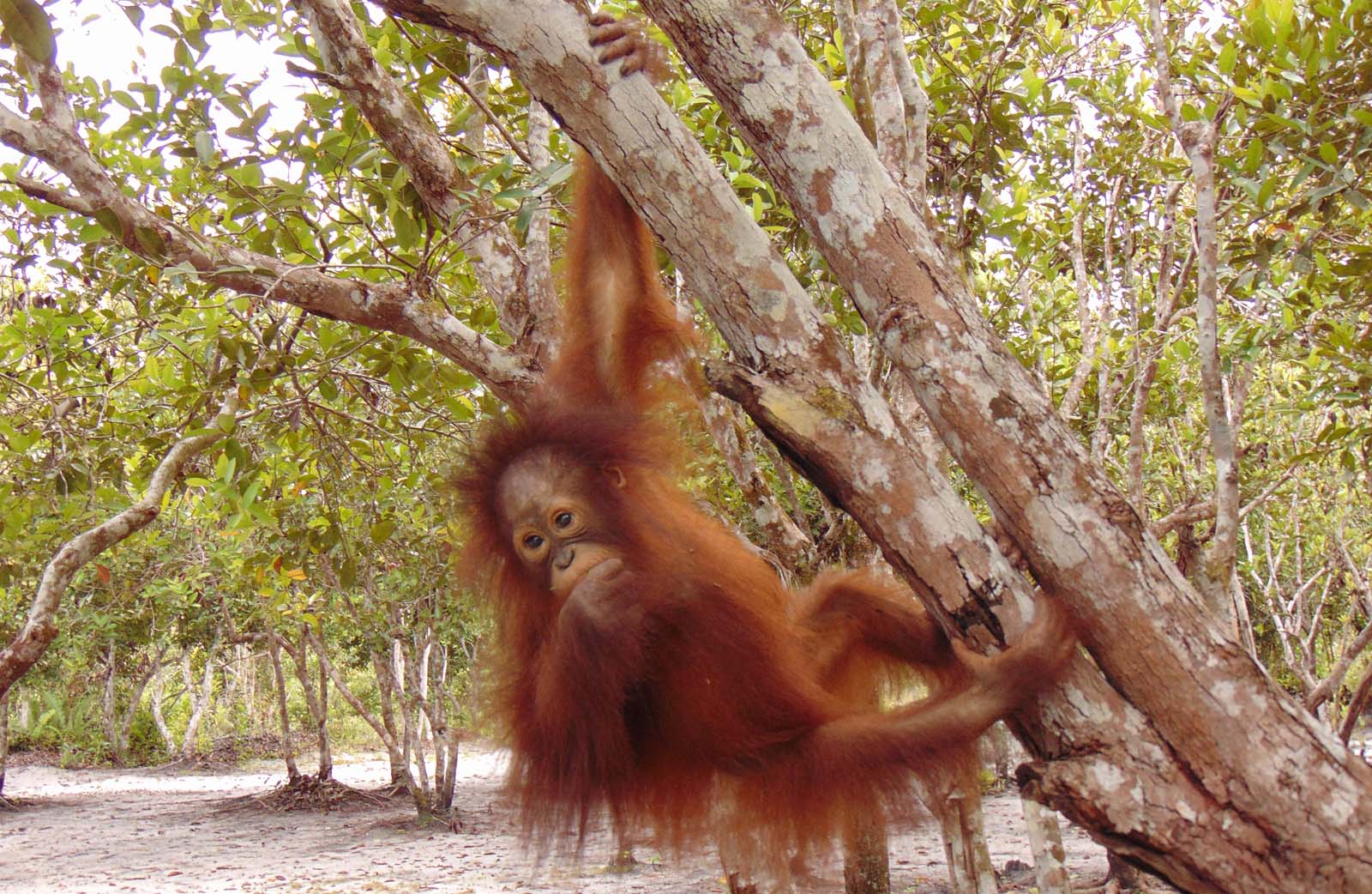 CONSERVATION UPDATE ORANGUTAN FOUNDATION 